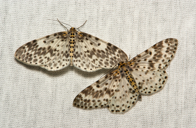 Обои картинки фото животные, бабочки,  мотыльки,  моли, мотылёк, моль, макро, itchydogimages