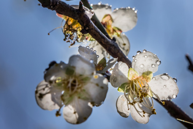 Обои картинки фото цветы, сакура,  вишня, макро, утро, капли, роса, блеск