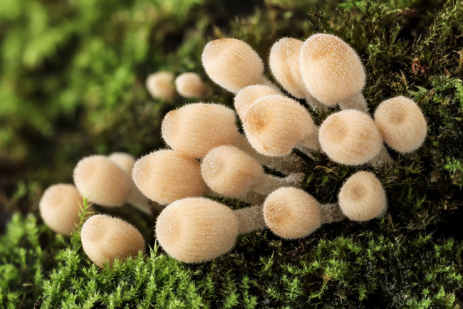 Обои картинки фото природа, грибы, макро, гриб, влажность, осень, мох