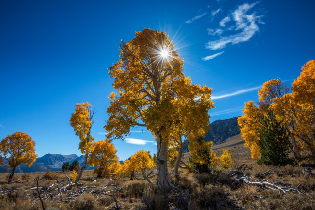 Обои картинки фото природа, восходы, закаты, деревья, осень