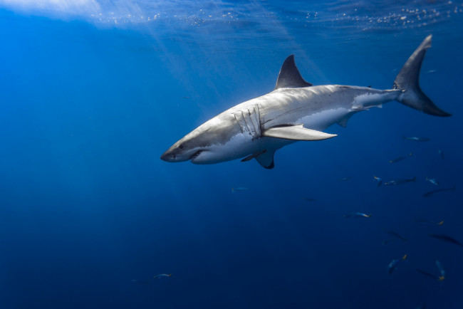 Обои картинки фото животные, акулы, акула, глубина, океан