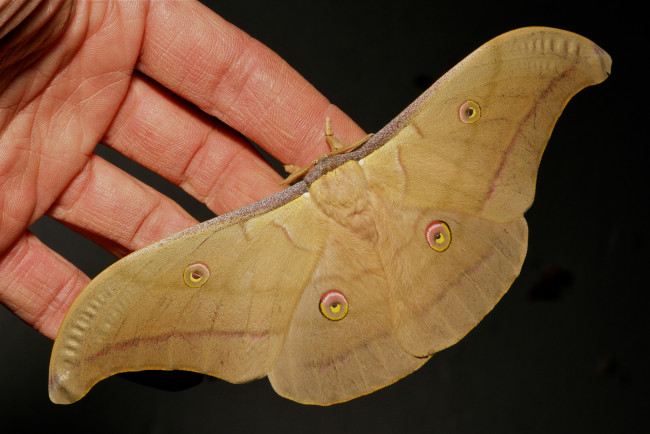 Обои картинки фото животные, бабочки,  мотыльки,  моли, бабочка, макро, itchydogimages, крылья