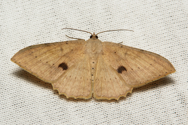 Обои картинки фото животные, бабочки,  мотыльки,  моли, itchydogimages, макро, насекомое, моль