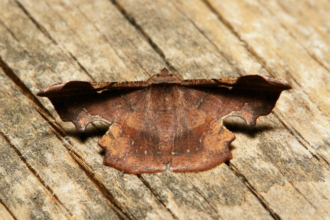 Обои картинки фото животные, бабочки,  мотыльки,  моли, itchydogimages, макро, насекомое, мотылёк