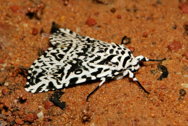 Обои картинки фото животные, бабочки,  мотыльки,  моли, itchydogimages, макро, моль, мотылёк