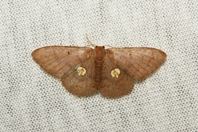 Обои картинки фото животные, бабочки,  мотыльки,  моли, itchydogimages, макро, моль, мотылёк