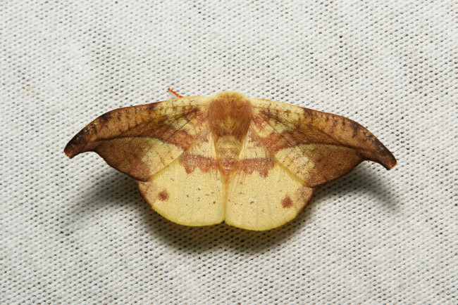 Обои картинки фото животные, бабочки,  мотыльки,  моли, itchydogimages, мотылёк, насекомое, макро