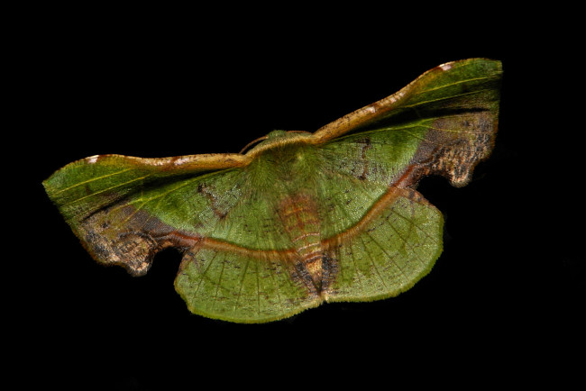 Обои картинки фото животные, бабочки,  мотыльки,  моли, itchydogimages, бабочка, моль, макро