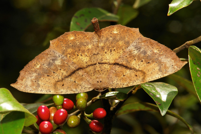 Обои картинки фото животные, бабочки,  мотыльки,  моли, крылья, бабочка, макро, itchydogimages