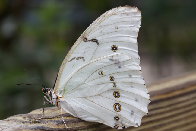 Обои картинки фото животные, бабочки,  мотыльки,  моли, листья, бабочка, макро, bob, decker, насекомое, усики, крылья, фон