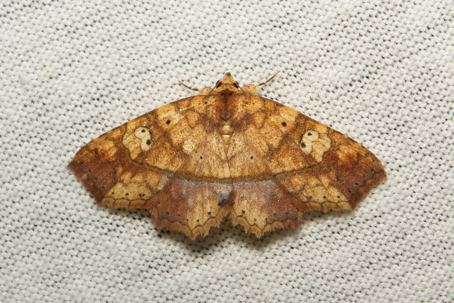 Обои картинки фото животные, бабочки,  мотыльки,  моли, макро, itchydogimages, мотылёк, моль