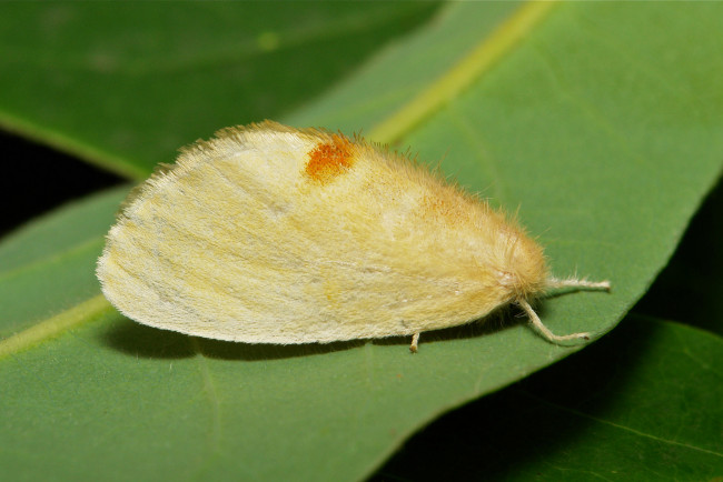 Обои картинки фото животные, бабочки,  мотыльки,  моли, макро, itchydogimages, насекомое, моль