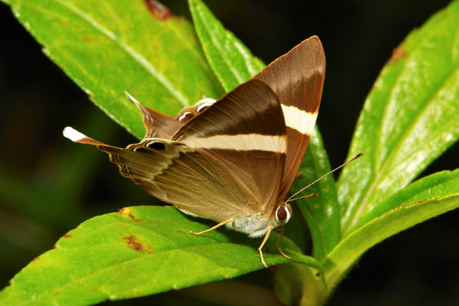 Обои картинки фото животные, бабочки,  мотыльки,  моли, макро, бабочка, моль, itchydogimages