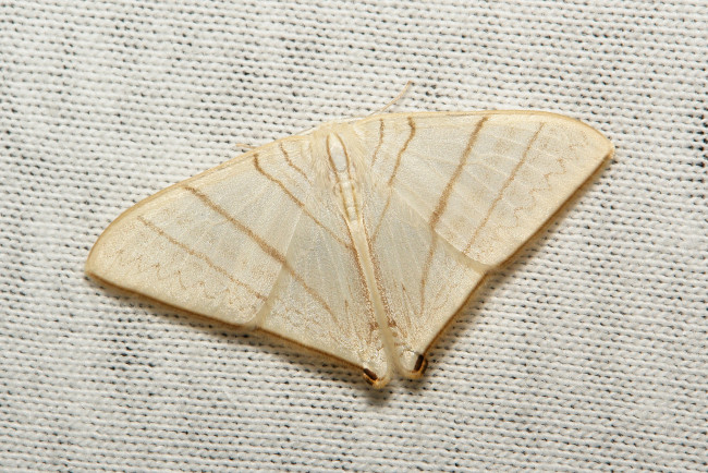 Обои картинки фото животные, бабочки,  мотыльки,  моли, моль, вязаное, полотно, макро, itchydogimages, крылья