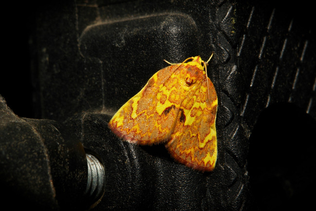 Обои картинки фото животные, бабочки,  мотыльки,  моли, насекомое, макро, itchydogimages, моль