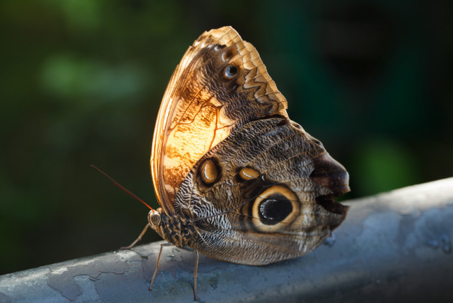 Обои картинки фото животные, бабочки,  мотыльки,  моли, насекомое, усики, крылья, фон, макро, bob, decker, бабочка