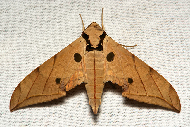 Обои картинки фото животные, бабочки,  мотыльки,  моли, полотно, вязанное, узор, усики, itchydogimages, крылья, моль, макро