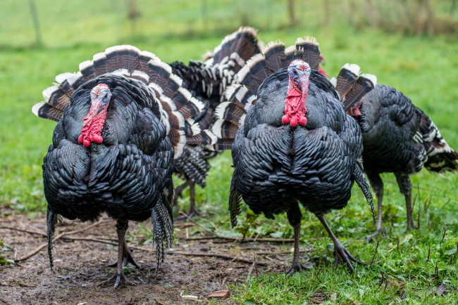 Обои картинки фото животные, индюки, индюшки