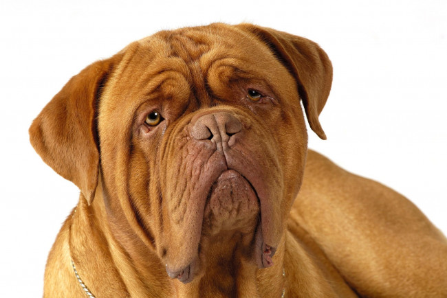 Обои картинки фото животные, собаки, животное