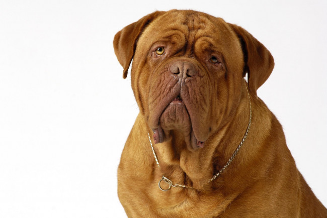 Обои картинки фото животные, собаки, животное