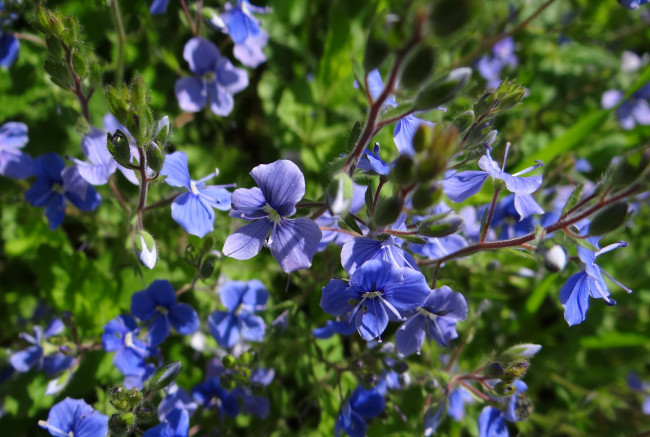 Обои картинки фото цветы, лён,  ленок, луг, сиреневые