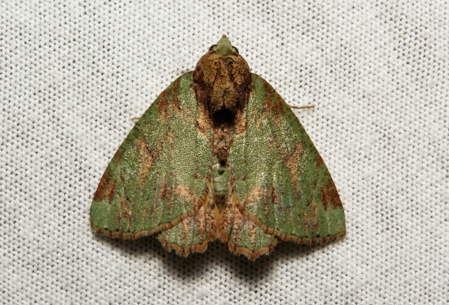 Обои картинки фото животные, бабочки,  мотыльки,  моли, мотылёк, макро, itchydogimages, моль