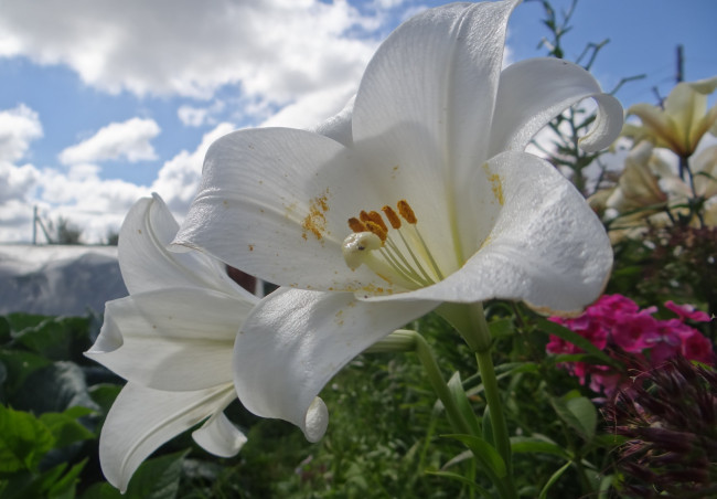 Обои картинки фото цветы, лилии,  лилейники, белые