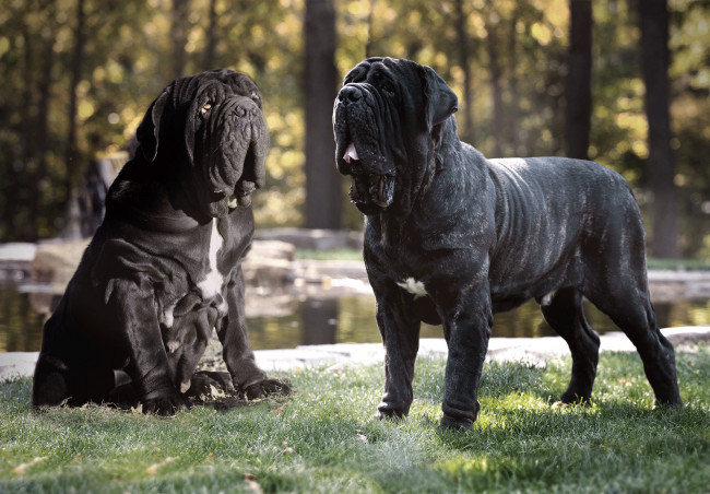 Обои картинки фото мастино-наполетано, животные, собаки, животное, собака