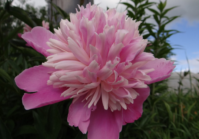 Обои картинки фото цветы, пионы, пион, розовый