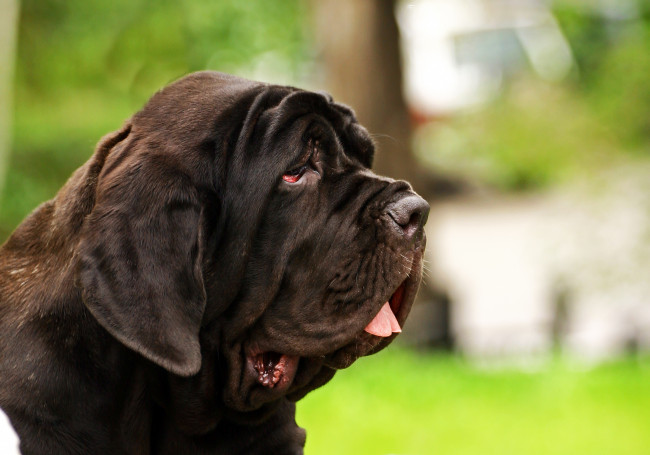 Обои картинки фото мастино наполетано, животные, собаки, мастино, наполетано