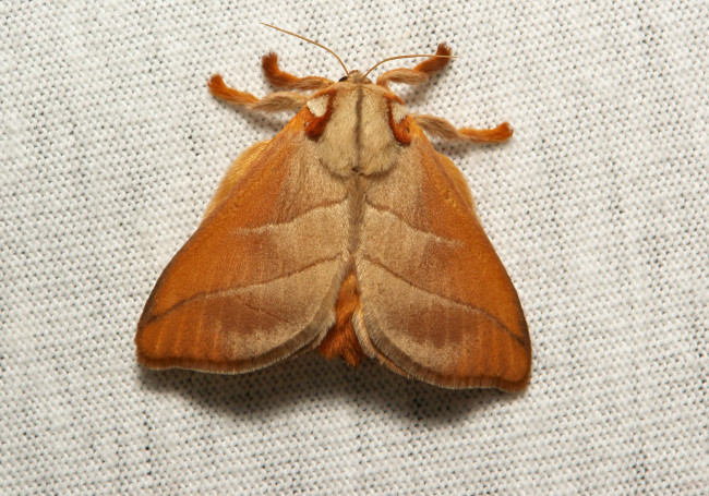 Обои картинки фото животные, бабочки,  мотыльки,  моли, моль, мотылёк, макро, itchydogimages