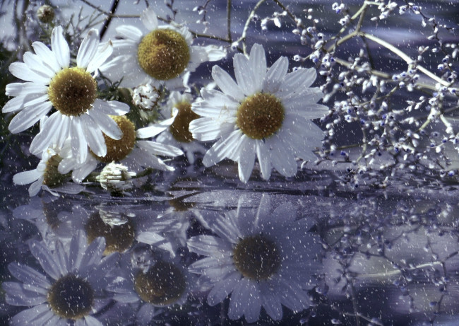 Обои картинки фото цветы, ромашки, капли