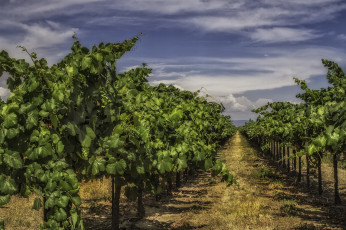 Картинка природа поля виноградник