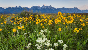 Картинка природа луга цветы трава