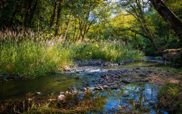 Картинка природа реки озера река лес