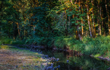 Картинка природа реки озера река лес