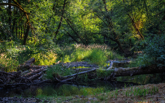 Обои картинки фото природа, реки, озера, река, лес