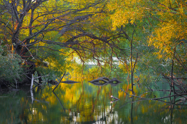 Обои картинки фото природа, реки, озера, река, лес