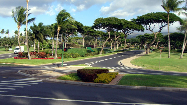 Обои картинки фото города, - улицы,  площади,  набережные, разметка, пальмы, светофор, перекресток