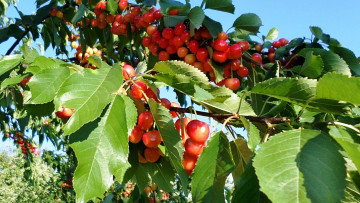 Картинка природа ягоды черешня