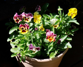 Картинка цветы анютины+глазки+ садовые+фиалки анютины глазки