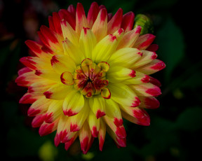 Картинка цветы георгины макро