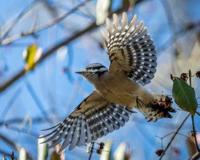 Картинка животные птицы птица