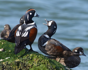 Картинка животные утки