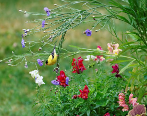 Картинка животные птицы птица