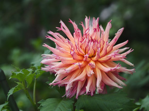 Картинка цветы георгины георгина