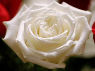 Картинка цветы розы роза