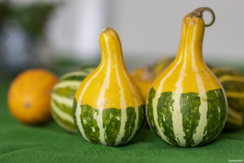 Картинка еда тыква