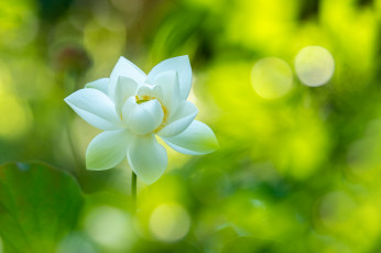 обоя цветы, лотосы, лотос