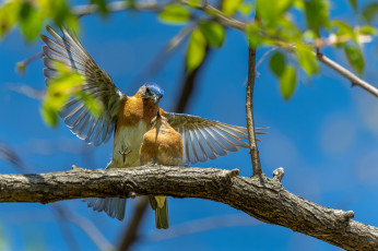 Картинка животные синицы +лазоревки птицы